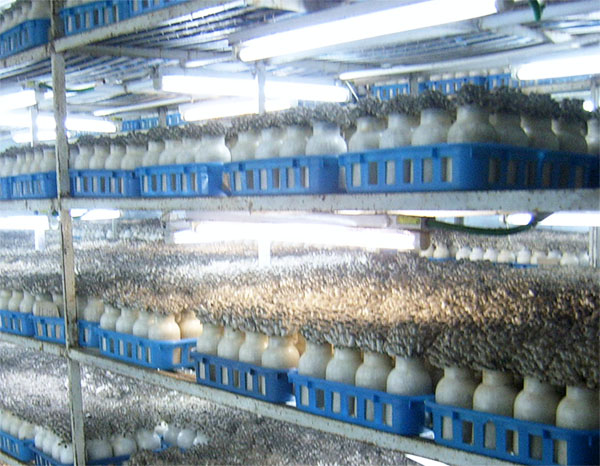 1537341508431564.jpg 食用菌6.jpg