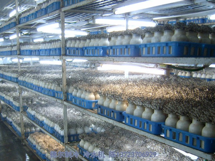 德爾制冷冷水機用于食用菌培育環(huán)境